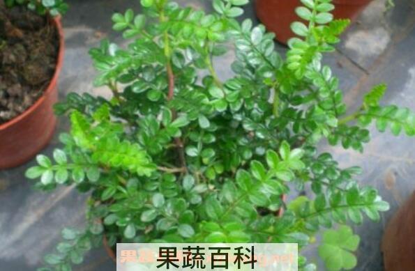 胡椒木如何养殖 胡椒木养殖方法