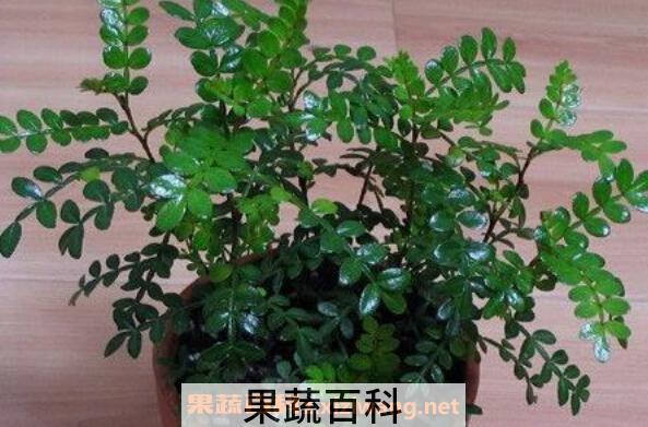 胡椒木如何养殖 胡椒木养殖方法