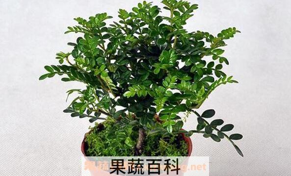 胡椒木和清香木的区别 胡椒木的功效