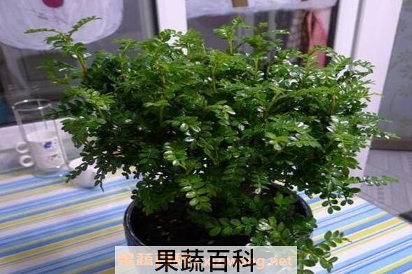 胡椒木和清香木的区别 胡椒木的功效