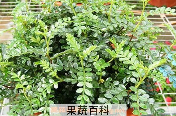 胡椒木和清香木的区别 清香木的功效