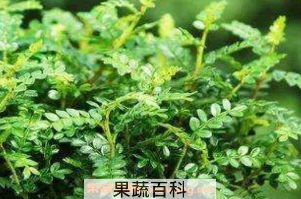 胡椒木和清香木的区别 清香木的功效
