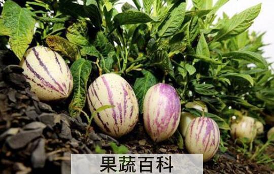 香瓜茄的功效与作用