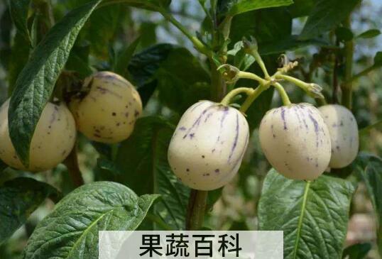 香瓜茄的功效与作用