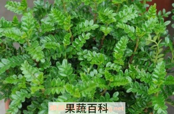 清香木如何养殖 养殖青香木的注意事项