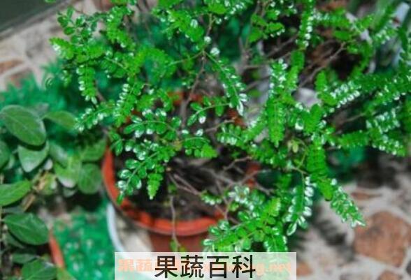 清香木如何养殖 养殖青香木的注意事项