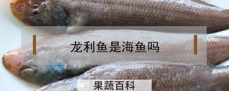 龙利鱼是海鱼吗