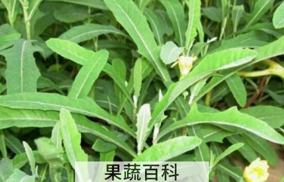 苦菜的功效与作用及禁忌