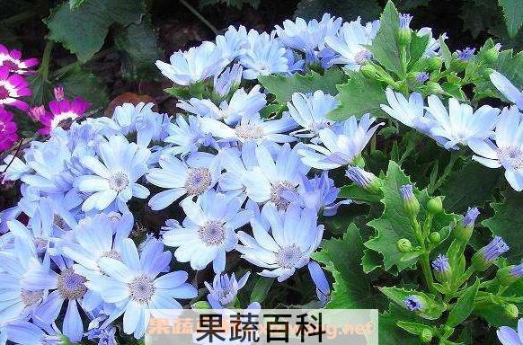 瓜叶菊怎么养 养殖瓜叶菊的注意事项