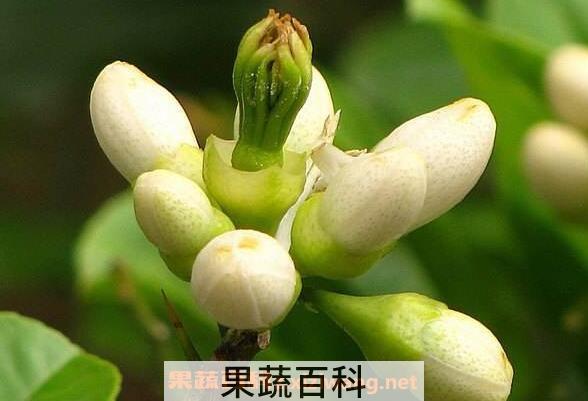 佛手花的功效与作用 佛手花怎么吃