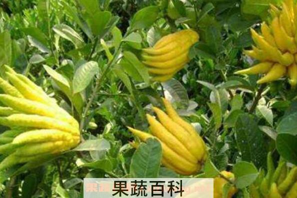 佛手花的功效与作用 佛手花怎么吃