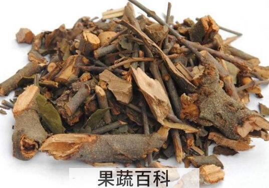 桑寄生茶怎么做 桑寄生茶的正确做法