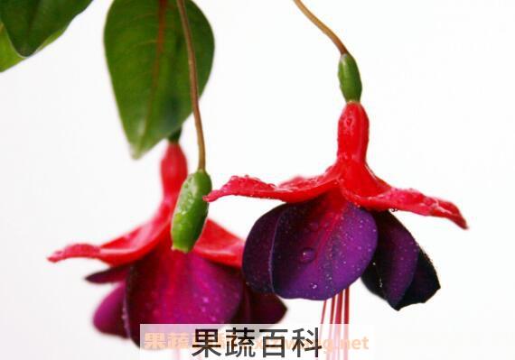 灯笼花的功效与作用 灯笼花泡水的功效