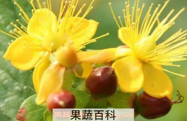 金丝梅的功效与作用 金丝梅的腌制方法