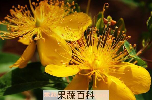 金丝梅的功效与作用 金丝梅的腌制方法