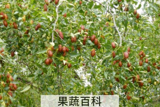 什么叫枣头 什么是枣股和枣吊