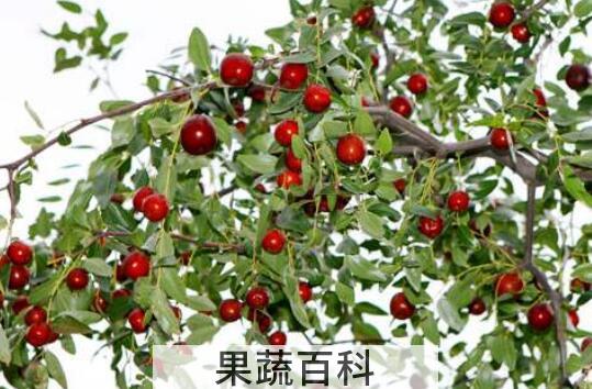 什么叫枣头 什么是枣股和枣吊