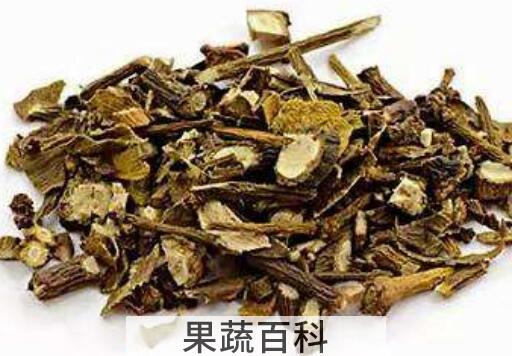 桑寄生茶的功效与作用 桑寄生茶的禁忌
