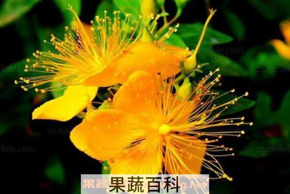 金丝梅和金丝桃的区别