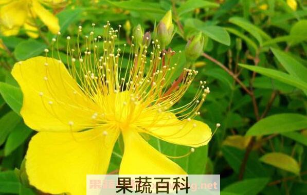 金丝梅和金丝桃的区别