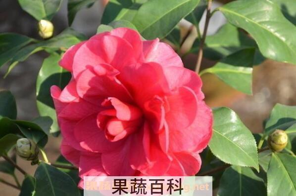 山茶花如何养殖 山茶花的养殖方法和注意事项
