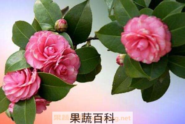 山茶花如何养殖 山茶花的养殖方法和注意事项