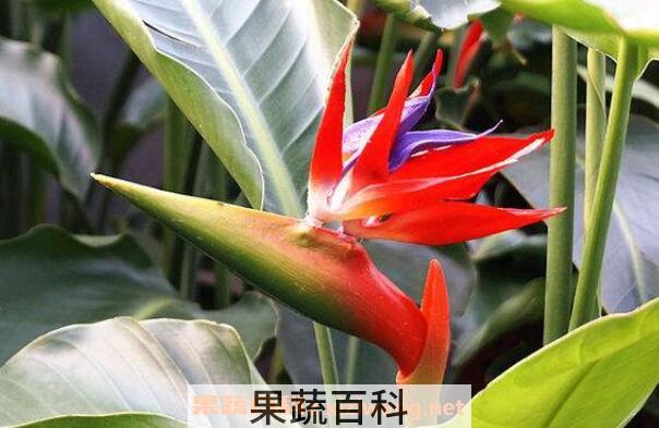 鹤望兰什么时候开花 鹤望兰怎么修剪