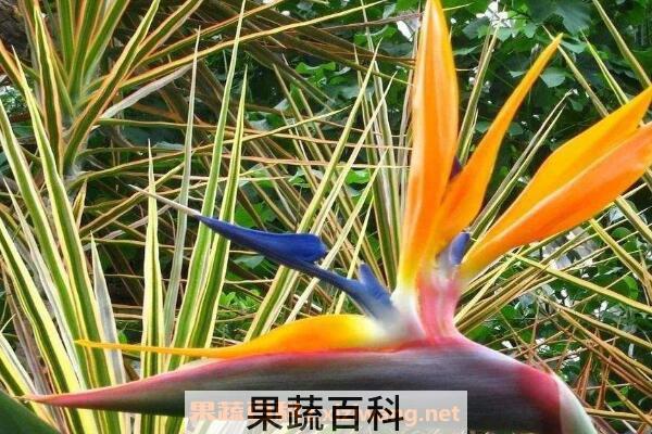 鹤望兰什么时候开花 鹤望兰怎么修剪