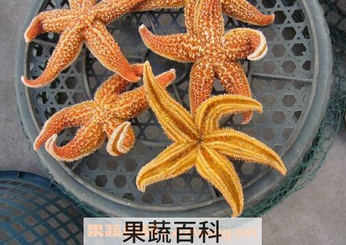 海星泡酒的功效与作用