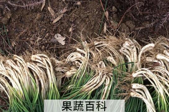 叫头的功效与作用