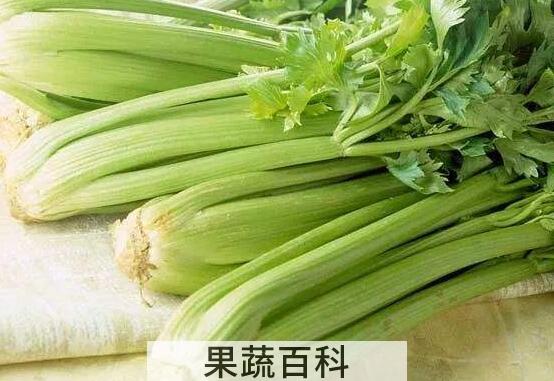女人吃芹菜的好处与坏处