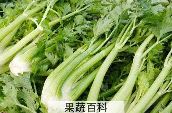 女人吃芹菜的好处与坏处