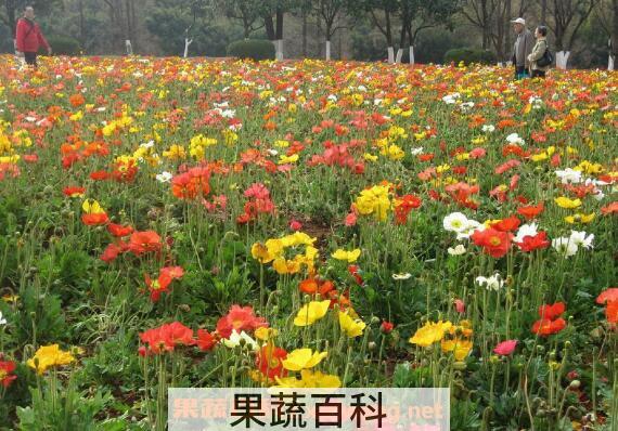 花蜜的功效与作用