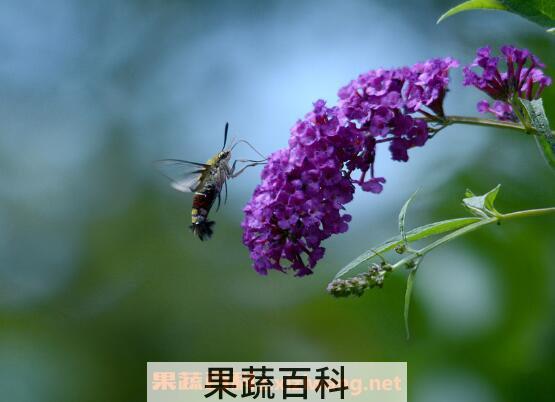 花蜜的功效与作用