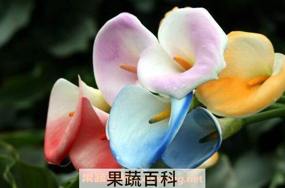 海芋花有毒吗 海芋花的养殖方法和注意事项