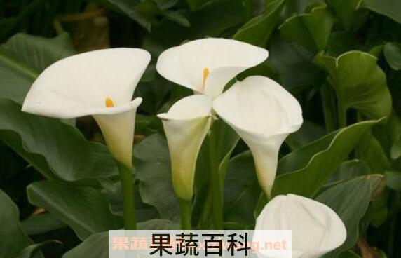 海芋花有毒吗 海芋花的养殖方法和注意事项