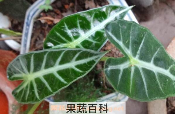 箭叶海芋怎么养 剑叶海芋如何管理