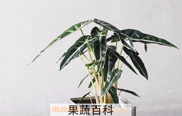箭叶海芋怎么养 剑叶海芋如何管理