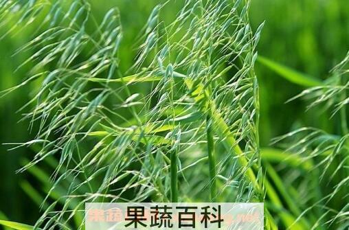 野燕麦的功效与作用