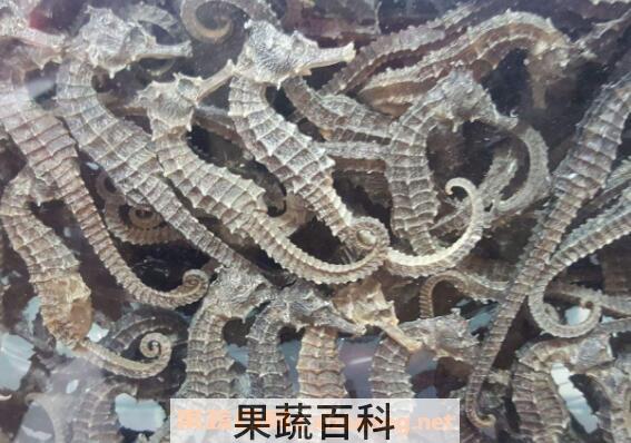 海马泡酒有什么功效