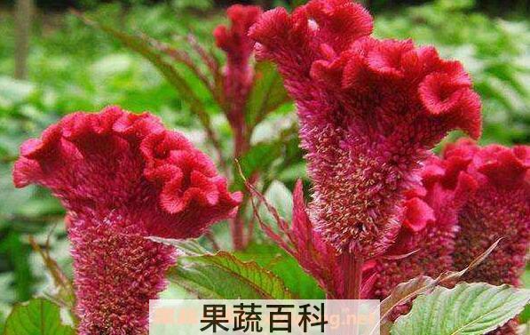 鸡冠花怎么吃 鸡冠花的食用方法