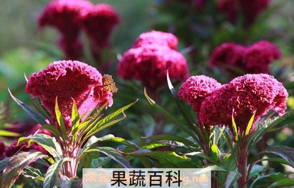 鸡冠花的功效与作用 鸡冠花的禁忌