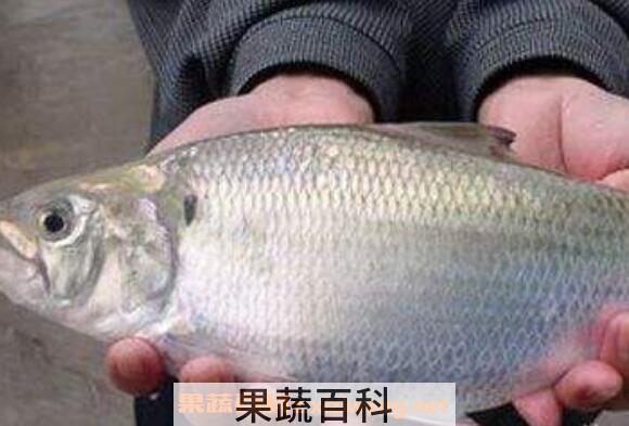 鲥鱼鳞的功效与作用及药用价值