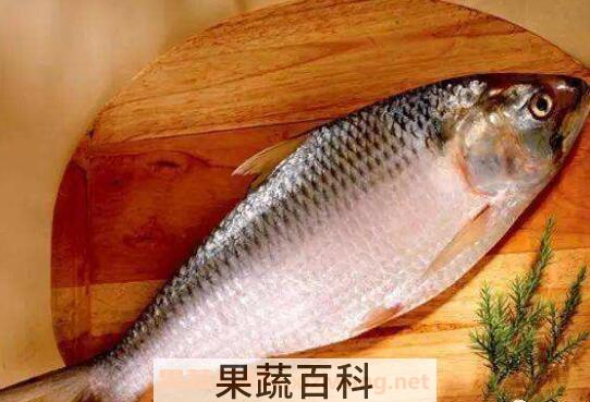 鲥鱼鳞的功效与作用及药用价值