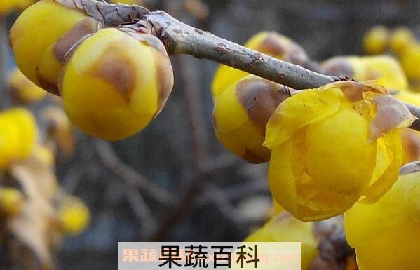 腊梅花如何保存 腊梅花的保存方法和教程