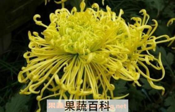 菊花的功效与作用 吃菊花的好处