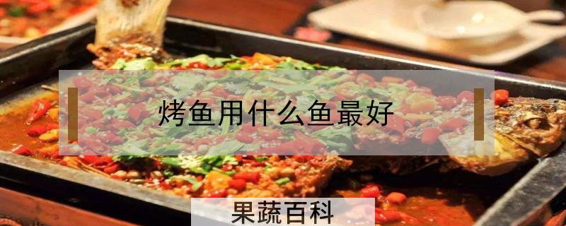 烤鱼用什么鱼最好