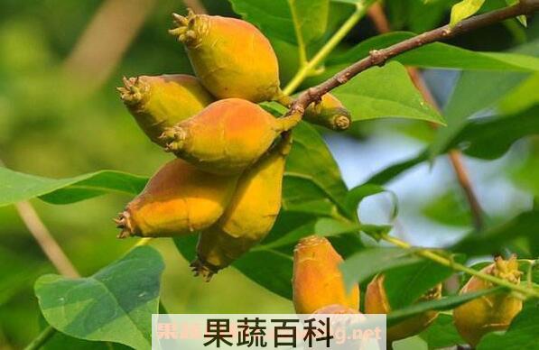 腊梅果可以种吗 腊梅种子的种植方法
