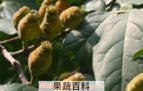 腊梅果可以种吗 腊梅种子的种植方法