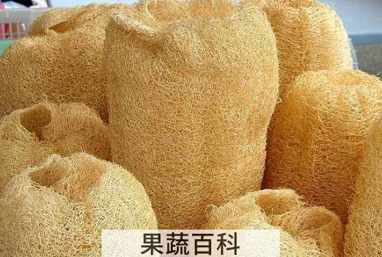 干丝瓜络的功效与作用